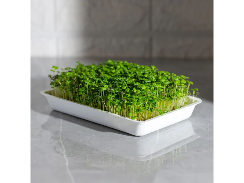 Legeldle Ázsia mix 50 g mikrozöld magkeverék