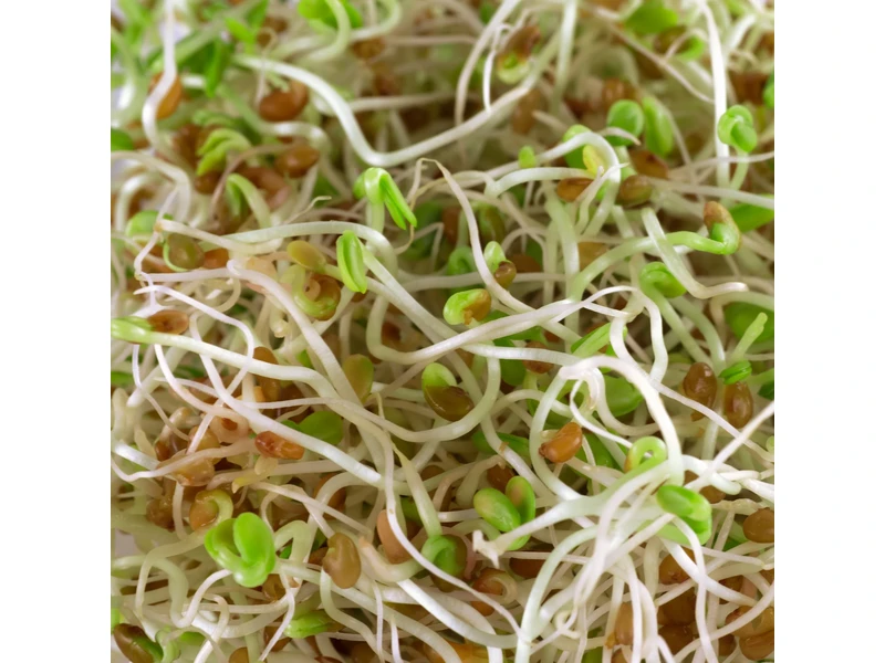 Legelde Bíborhere 150 g csíramag