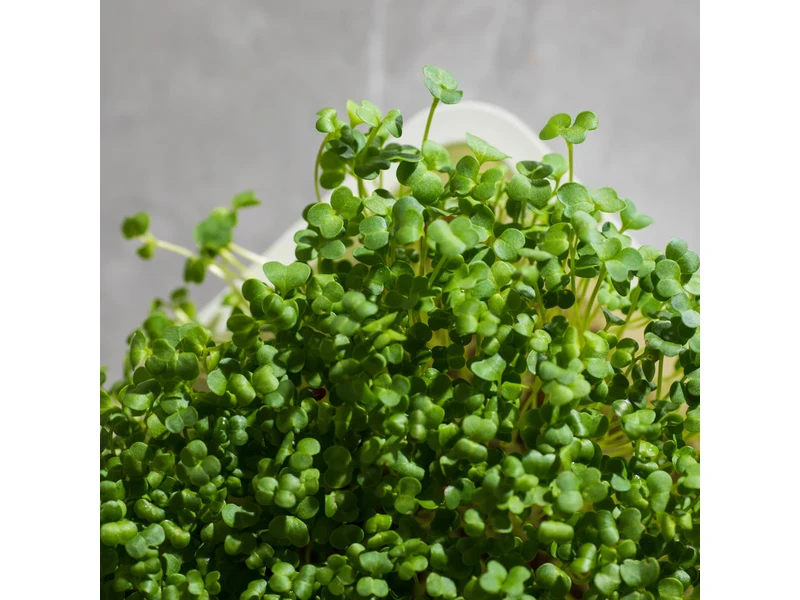 Legeldle Brokkoli, Raab 50 g mikrozöld mag