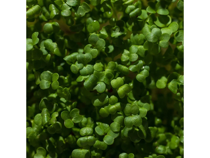 Legeldle Brokkoli, Raab 50 g mikrozöld mag