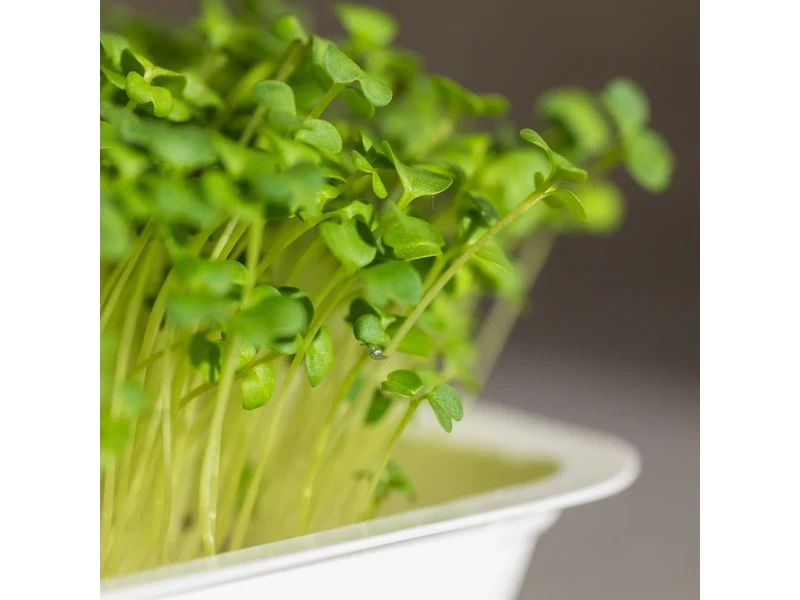 Legeldle Brokkoli, Raab 50 g mikrozöld mag