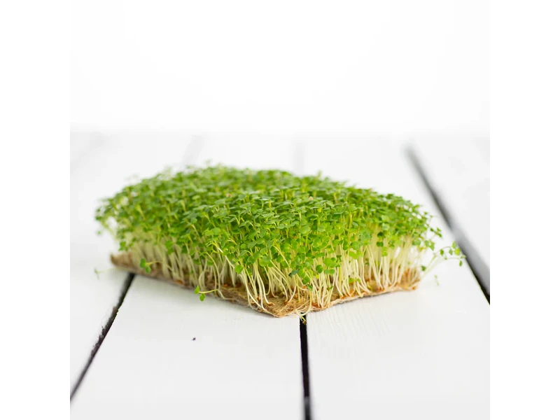 Legeldle Brokkoli, Raab 50 g mikrozöld mag