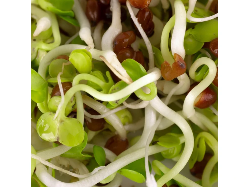 Legeldle Daikon Retek 150 g csíramag