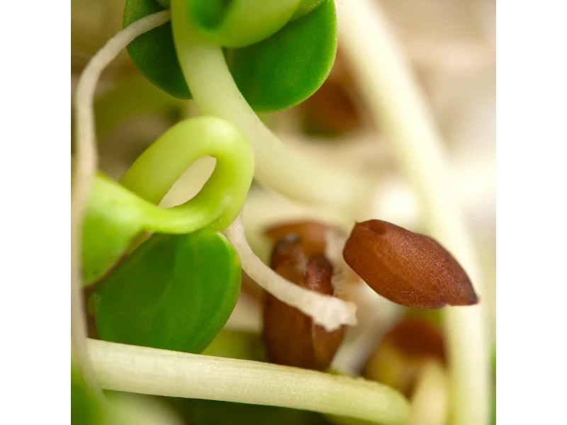 Legeldle Daikon Retek 150 g csíramag