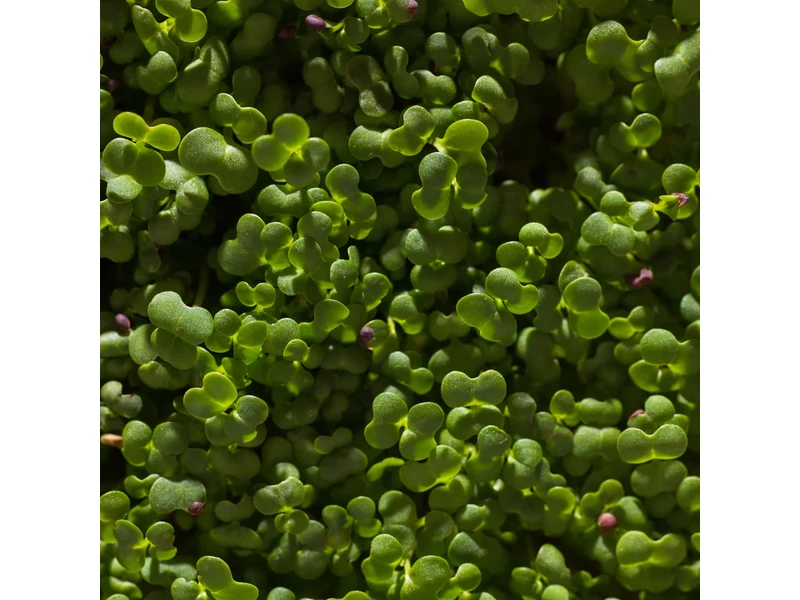 Legeldle Pak Choi 30 g mikrozöld mag