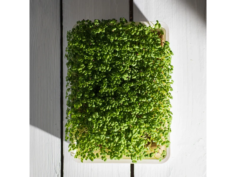 Legeldle Pak Choi 30 g mikrozöld mag