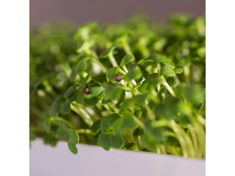 Legeldle Pak Choi 30 g mikrozöld mag