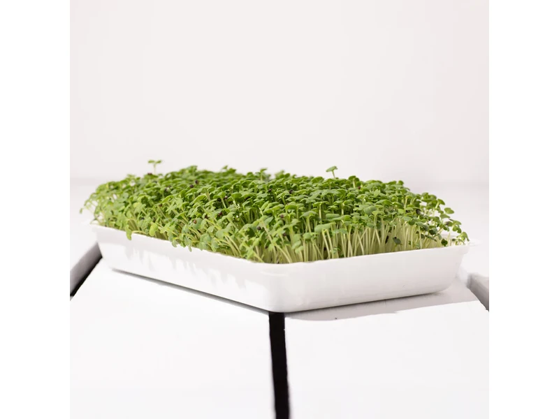 Legeldle Pak Choi 30 g mikrozöld mag