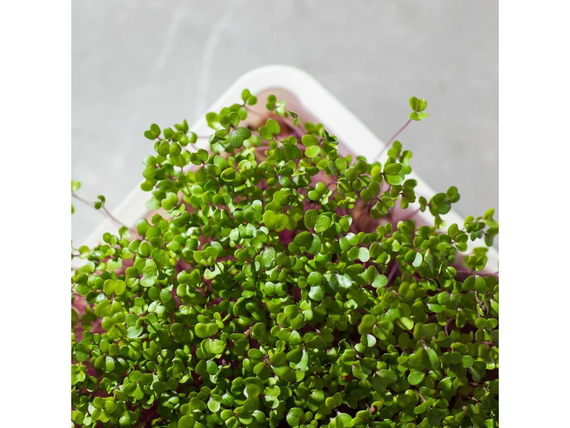 Legeldle Karalábé 30 g mikrozöld mag