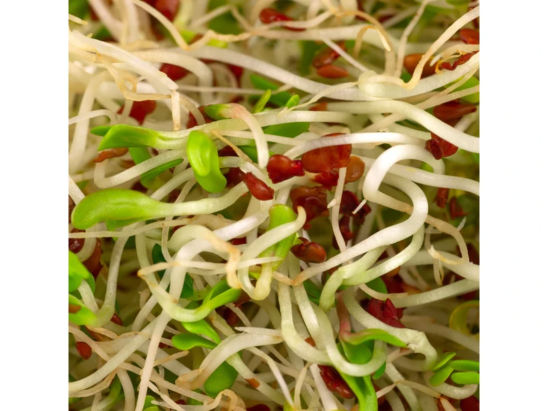 Legeldle Lucerna 150 g csíramag