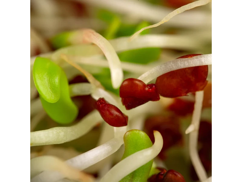 Legeldle Lucerna 150 g csíramag