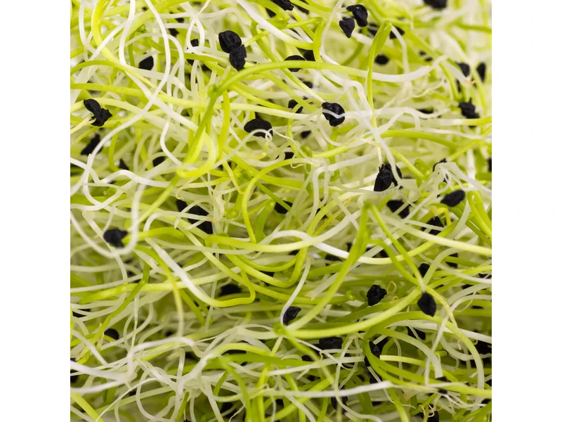 Legeldle Póréhagyma 50 g csíramag