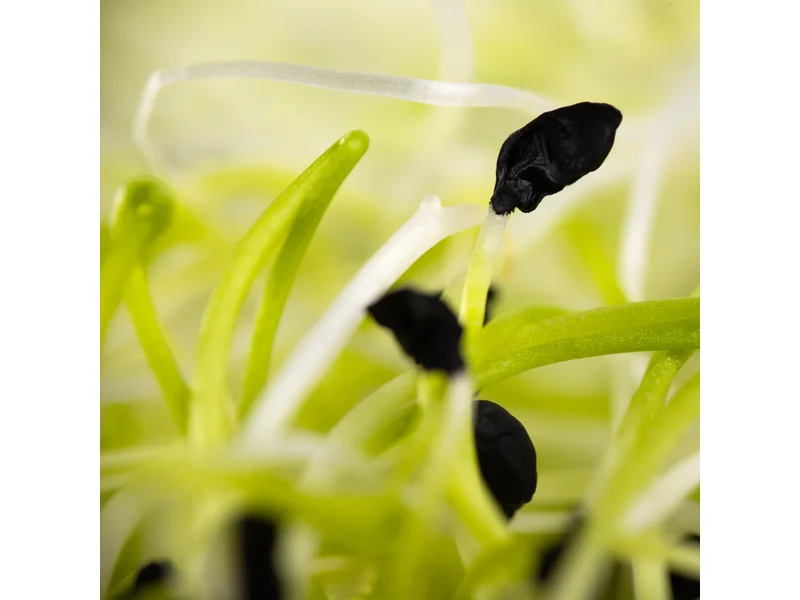 Legeldle Póréhagyma 50 g csíramag