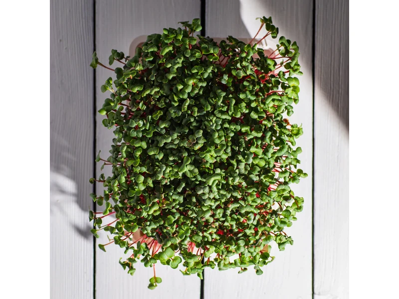 Legeldle Retek, Red Coral 100 g mikrozöld mag