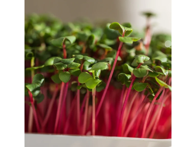 Legeldle Retek, Red Coral 100 g mikrozöld mag