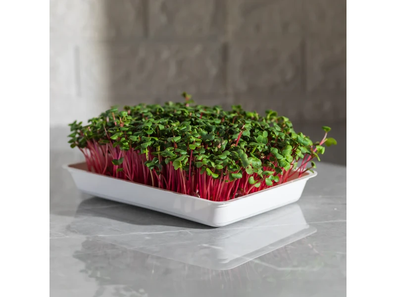 Legeldle Retek, Red Coral 100 g mikrozöld mag