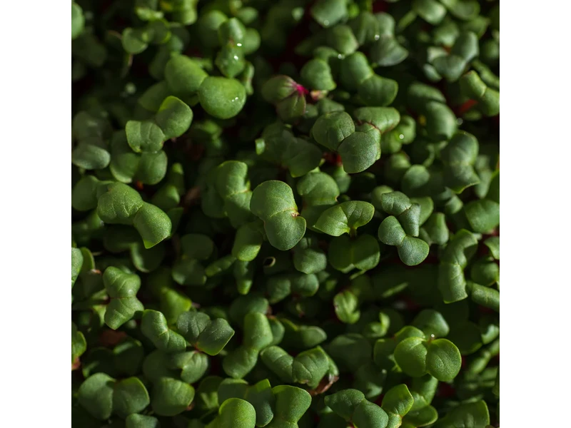 Legeldle Retek, Red Coral 100 g mikrozöld mag