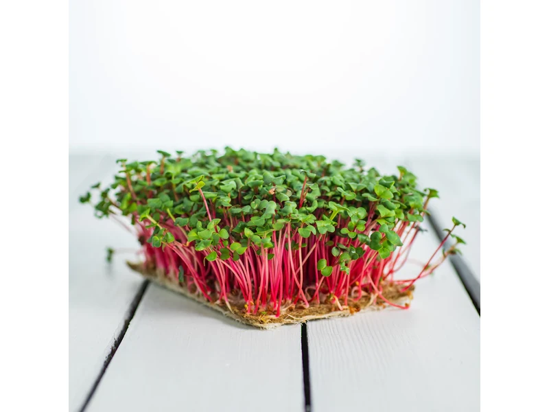 Legeldle Retek, Red Coral 100 g mikrozöld mag