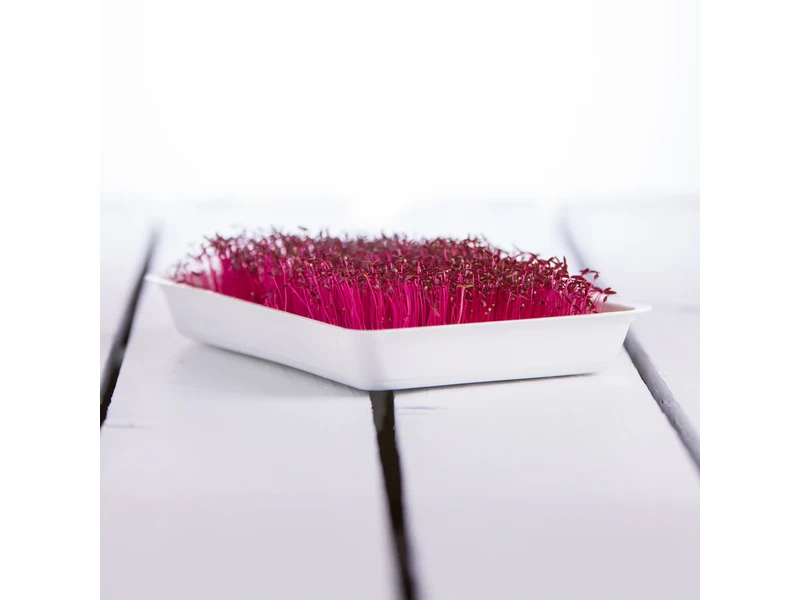 Legeldle Amaránt, Red Garnet 30 g mikrozöld mag