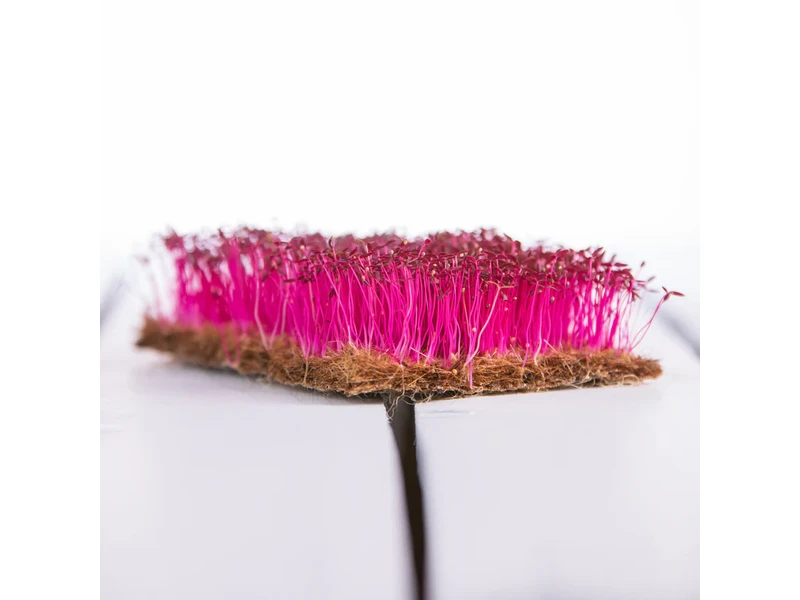 Legeldle Amaránt, Red Garnet 30 g mikrozöld mag