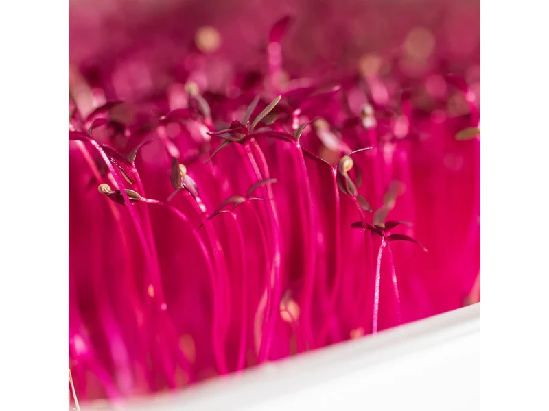 Legeldle Amaránt, Red Garnet 30 g mikrozöld mag