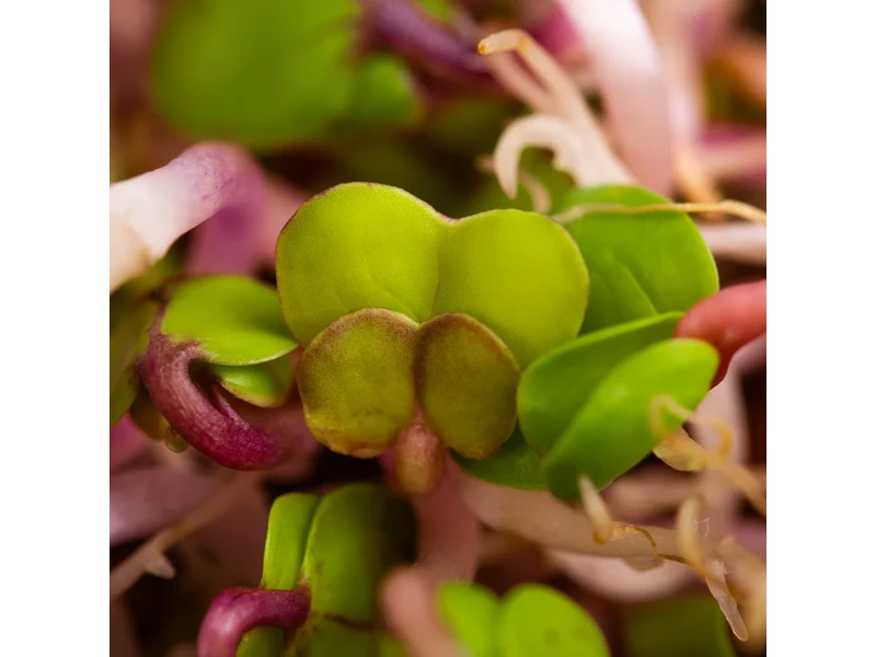 Legeldle China Rose Retek 150 g csíramag