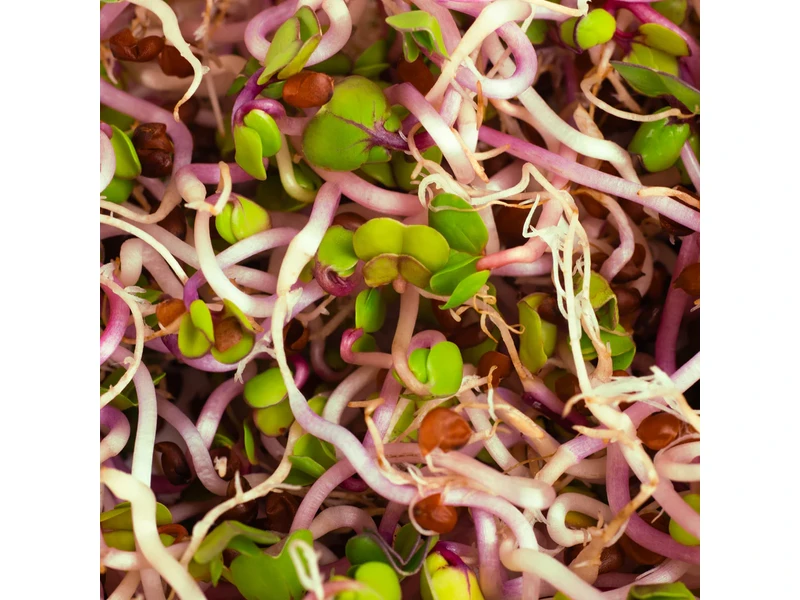 Legeldle China Rose Retek 150 g csíramag