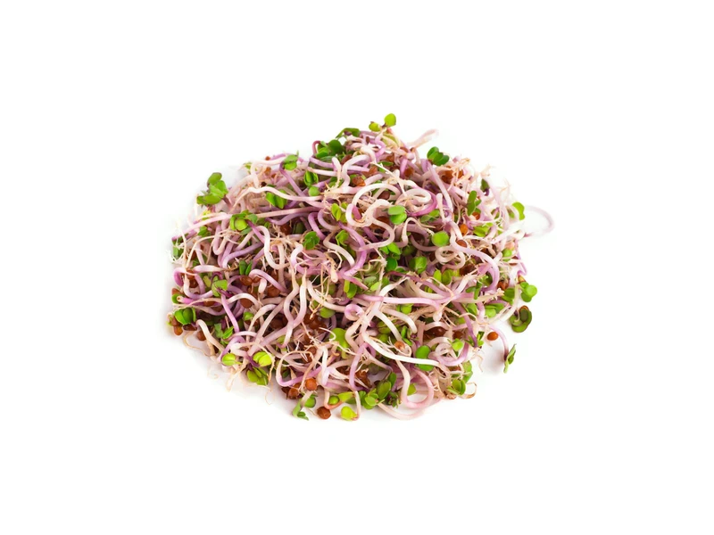 Legeldle China Rose Retek 150 g csíramag