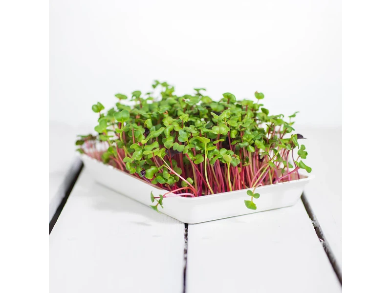 Legeldle Retek, Fusion 100 g mikrozöld magkeverék