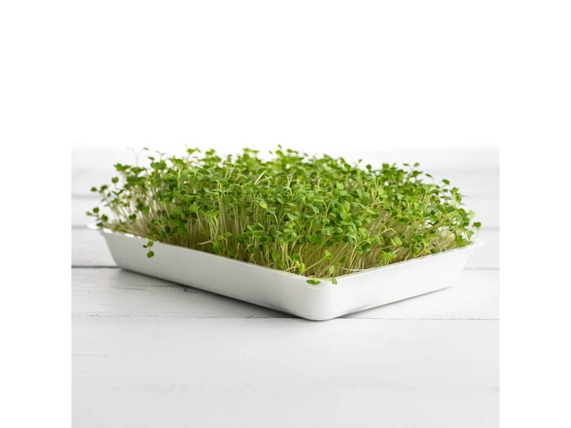 Legeldle Rukkola, Runway 50 g mikrozöld mag