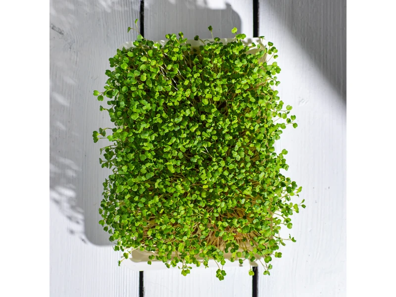 Legeldle Rukkola, Runway 50 g mikrozöld mag