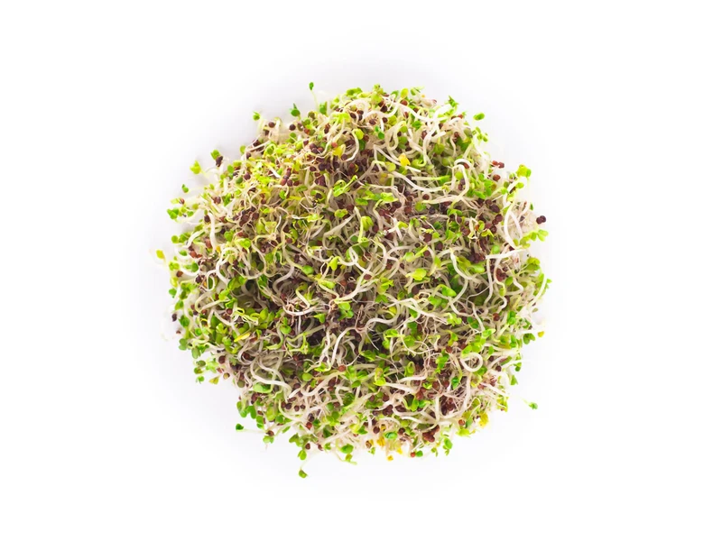 Legeldle Vajrépa 150 g csíramag