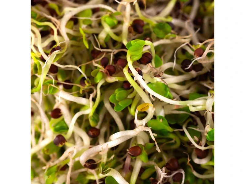 Legeldle Vajrépa 150 g csíramag