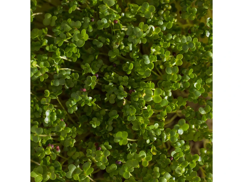 Legelde Vajrépa 50 g mikrozöld mag