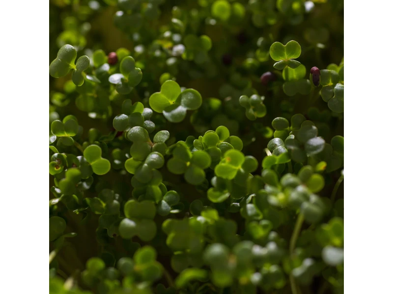 Legelde Vajrépa 50 g mikrozöld mag