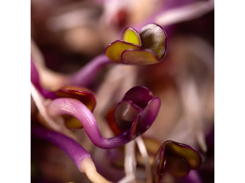 Legeldle Vöröskáposzta 100 g csíramag