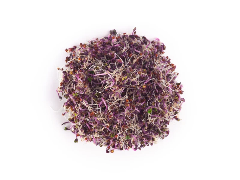 Legeldle Vöröskáposzta 100 g csíramag