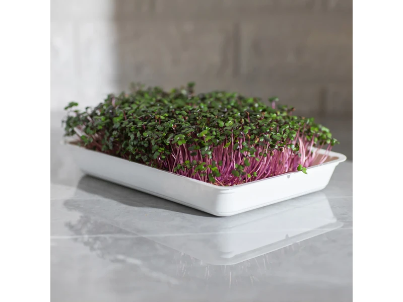 Legeldle Vöröskáposzta 30 g mikrozöld mag