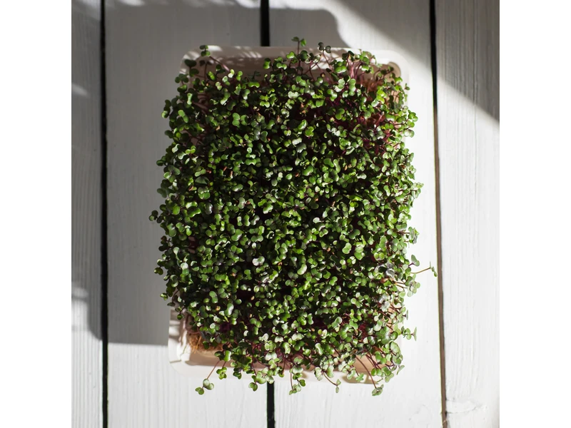 Legeldle Vöröskáposzta 30 g mikrozöld mag