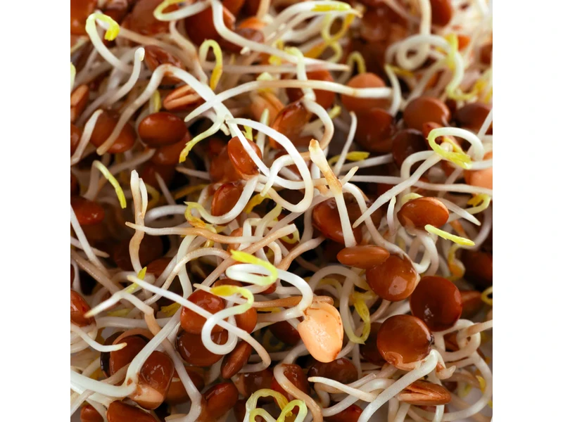 Legeldle Vöröslencse 200 g csíramag