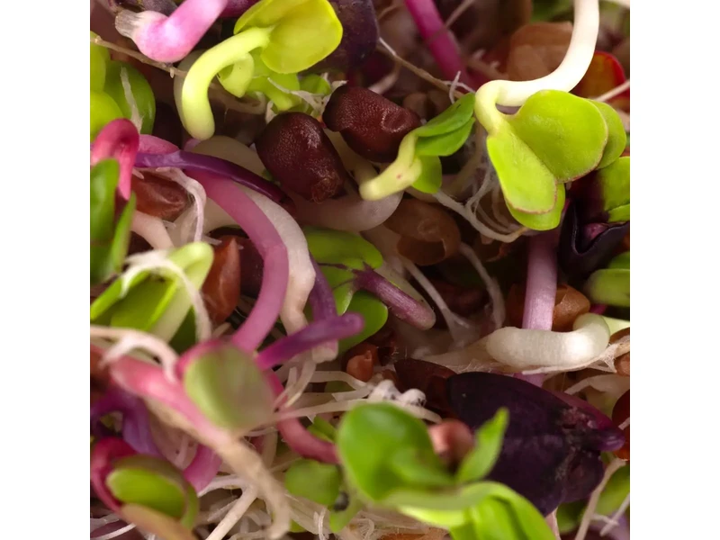 Legelde Retek Fusion 150 g csíramagkeverék