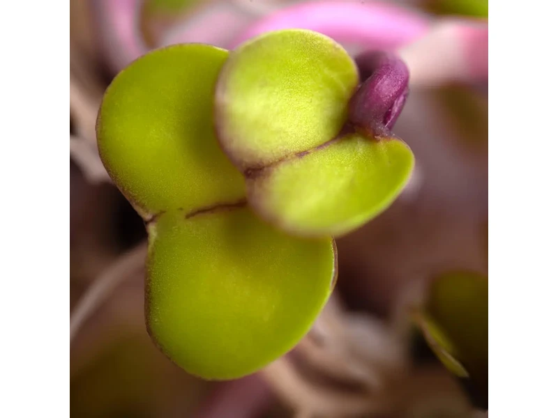 Legelde Retek Fusion 150 g csíramagkeverék