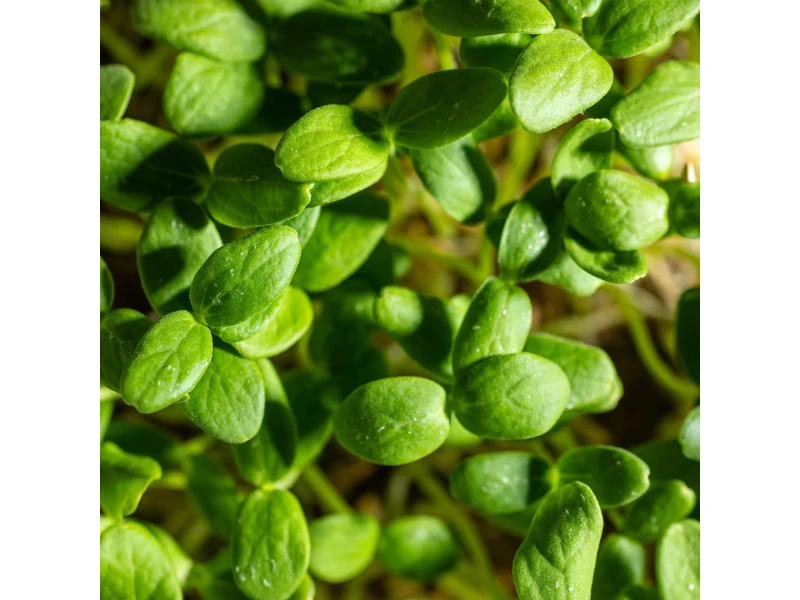 Legeldle Sárgadinnye, Hale's Best 30 g mikrozöld mag