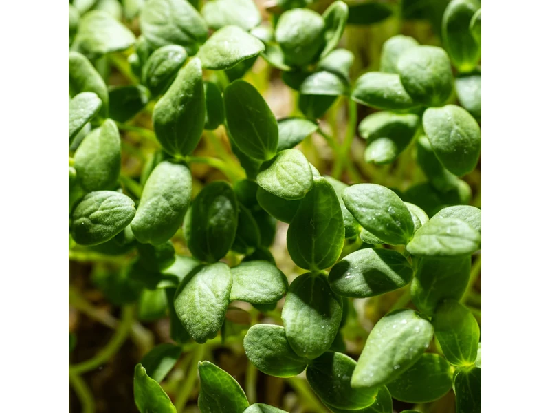 Legeldle Sárgadinnye, Hale's Best 30 g mikrozöld mag