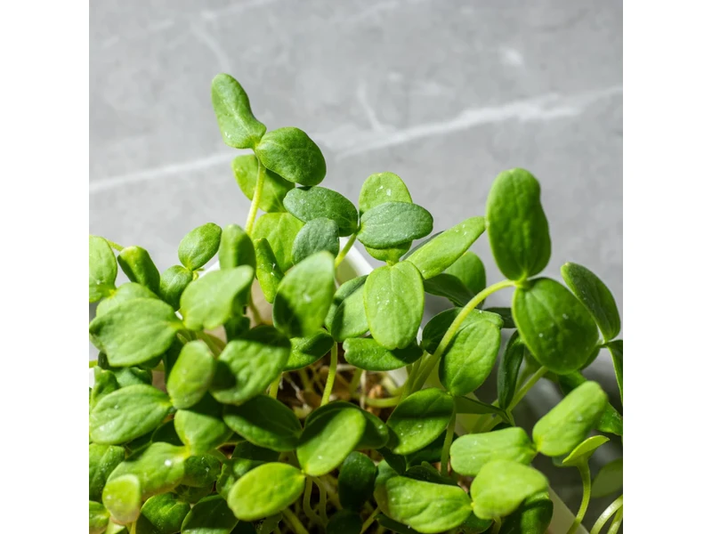 Legeldle Sárgadinnye, Hale's Best 30 g mikrozöld mag