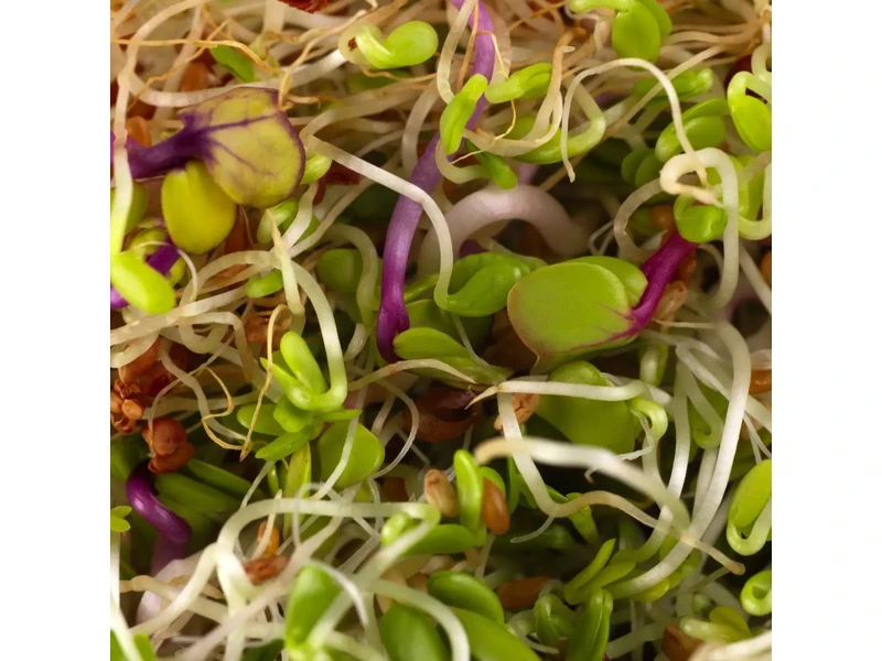 Legelde Szendvics Mix 150 g csíramagkeverék