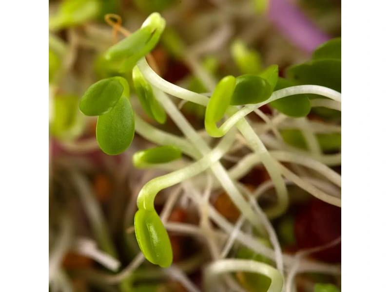 Legelde Szendvics Mix 500 g csíramagkeverék