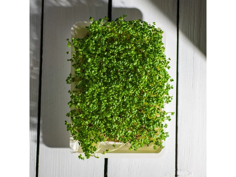 Legelde Vajrépa 50 g mikrozöld mag